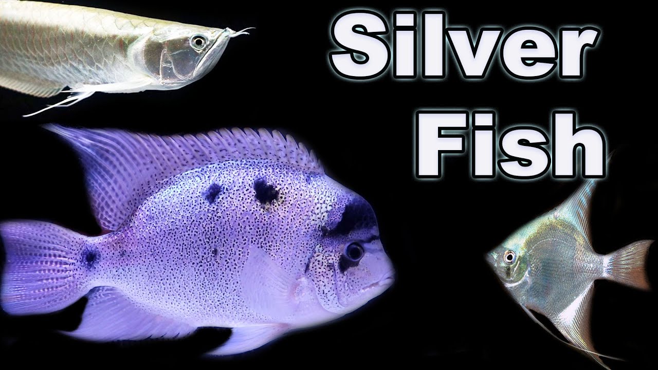 Silver Fish Color Options For Your Fish Tank: Make Your Tank Shine!