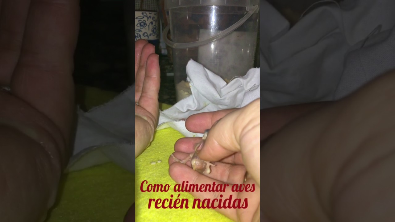 Como alimentar crías de aves (periquitos, agapornis, ninfas) recién nacidas