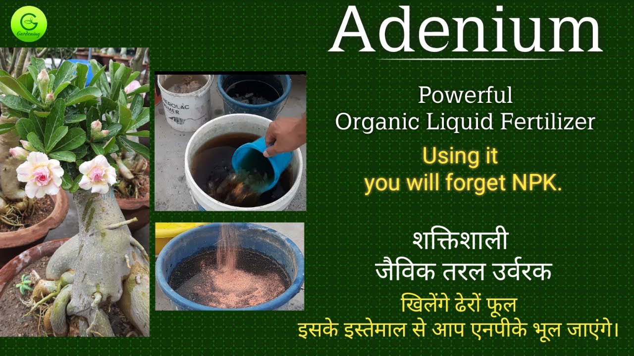 Organic Liquid Fertilizer for Adenium / Best liquid fertilizer for adenium