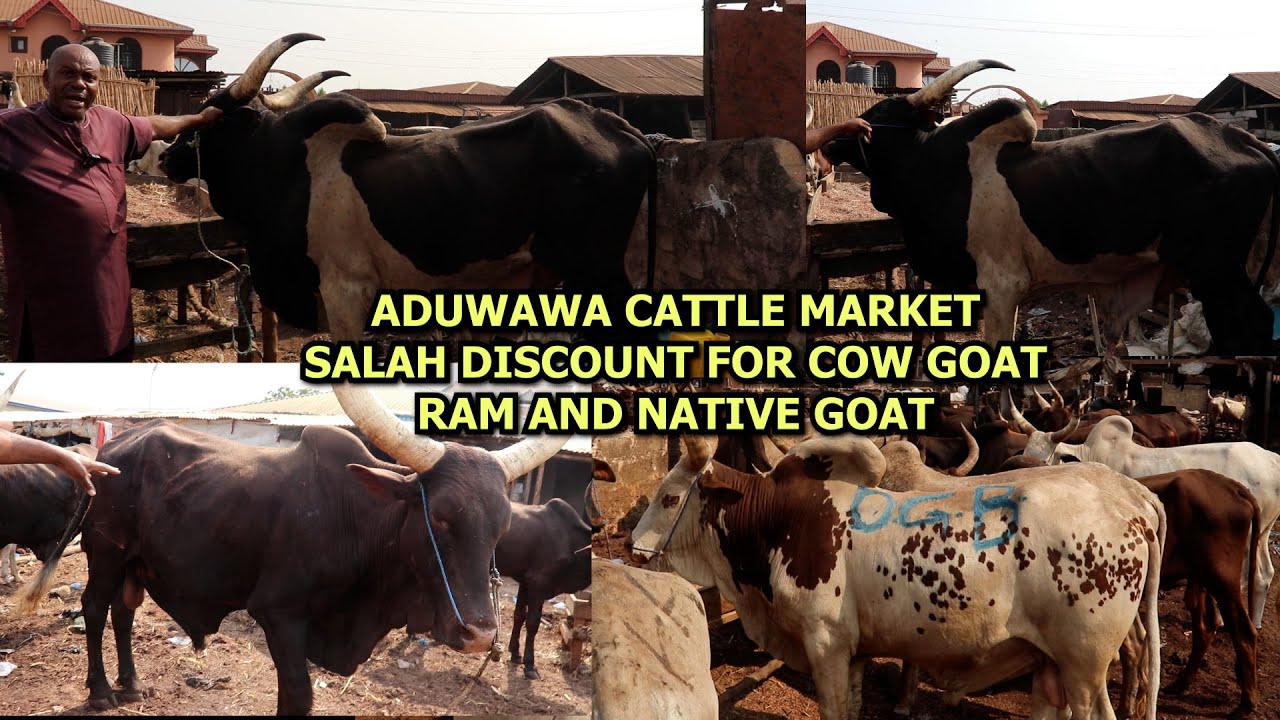 A VISIT TO ADUWAWA CATTLE MARKET IN BENIN CITY SALAH DISCOUNT FOR COW GOAT RAM AND NATIVE GOAT