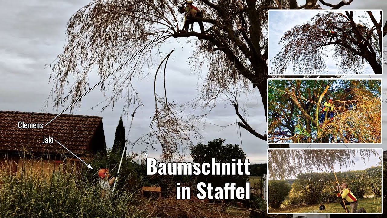 Baumschnitt in Staffel - Eine Weide lässt Äste