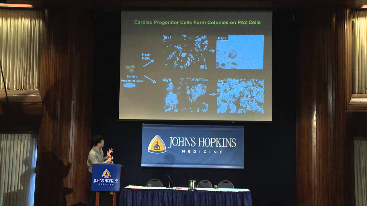 Regenerative Potential of Heart Precursor Cells | Chulan Kwon, M.S., Ph.D.