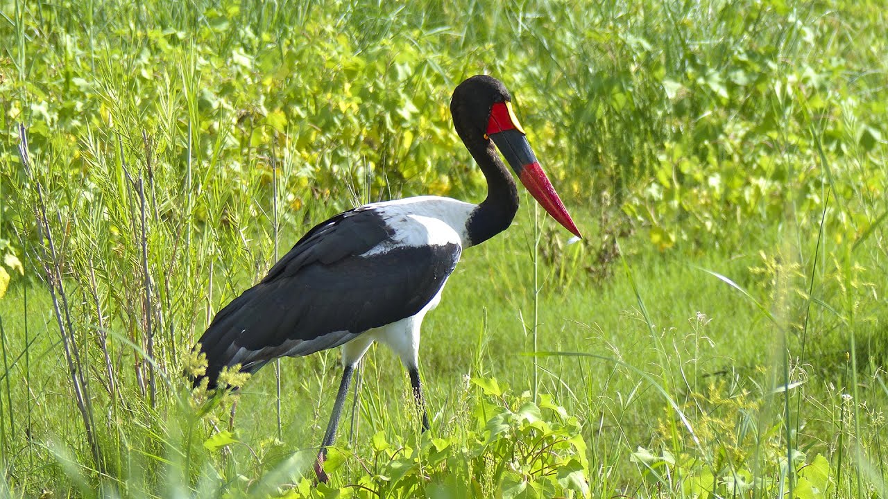 Седлоклювый ябиру (Ephippiorhynchus senegalensis)
