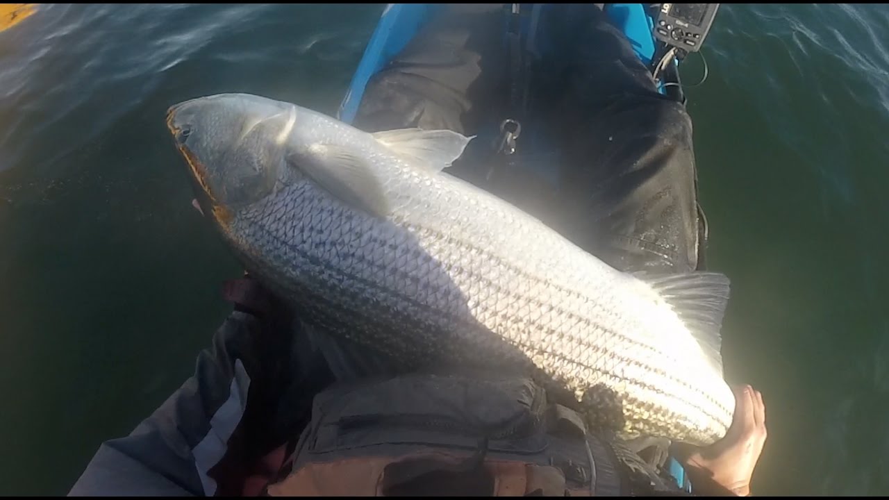 Striped Bass Fishing the Jersey Fleets with Sea-money Fishing