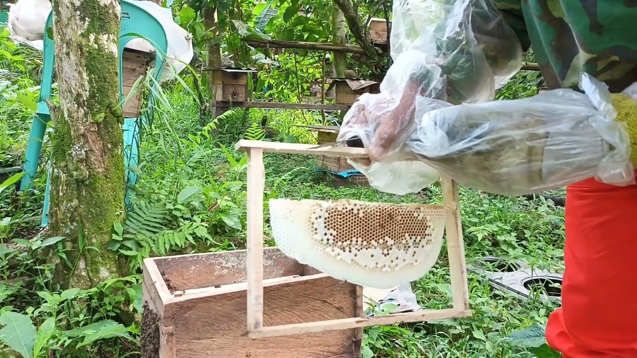 Apiscerana harvest time.