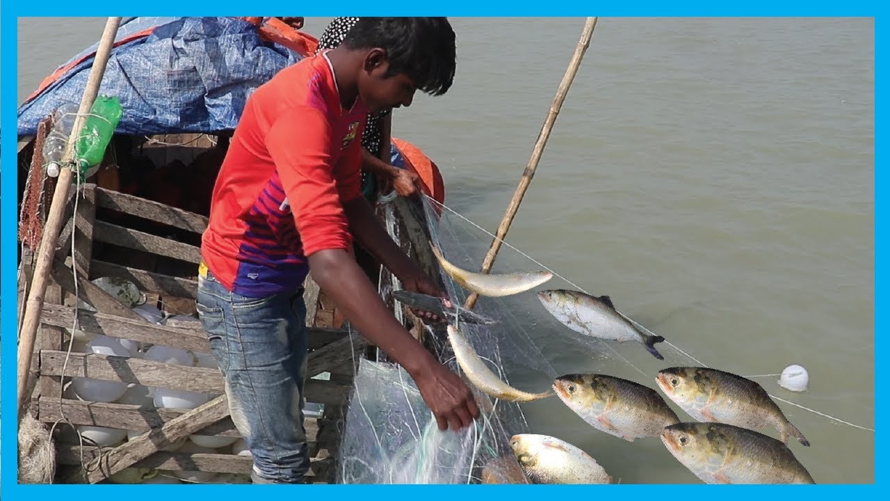 Net Fishing - Amazing Catch Fishers form River for Hilsa Fish | Fish Corn