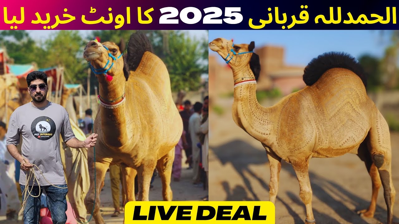 ALHAMDULILLAH QURBANI 2025 KA OONT LY LIYA ||Gujranwala Camel Mandi Update || oonto Ke Rates ||