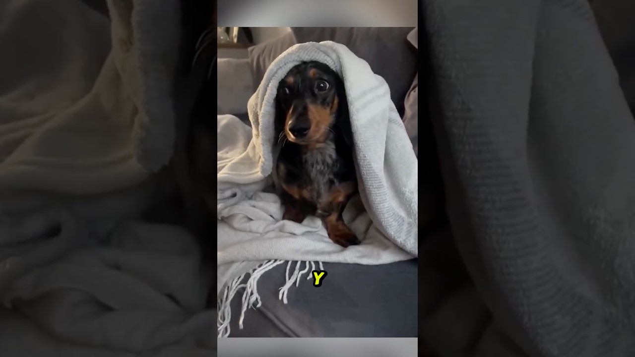 🐶 Existen 2 Tipos de Perros: