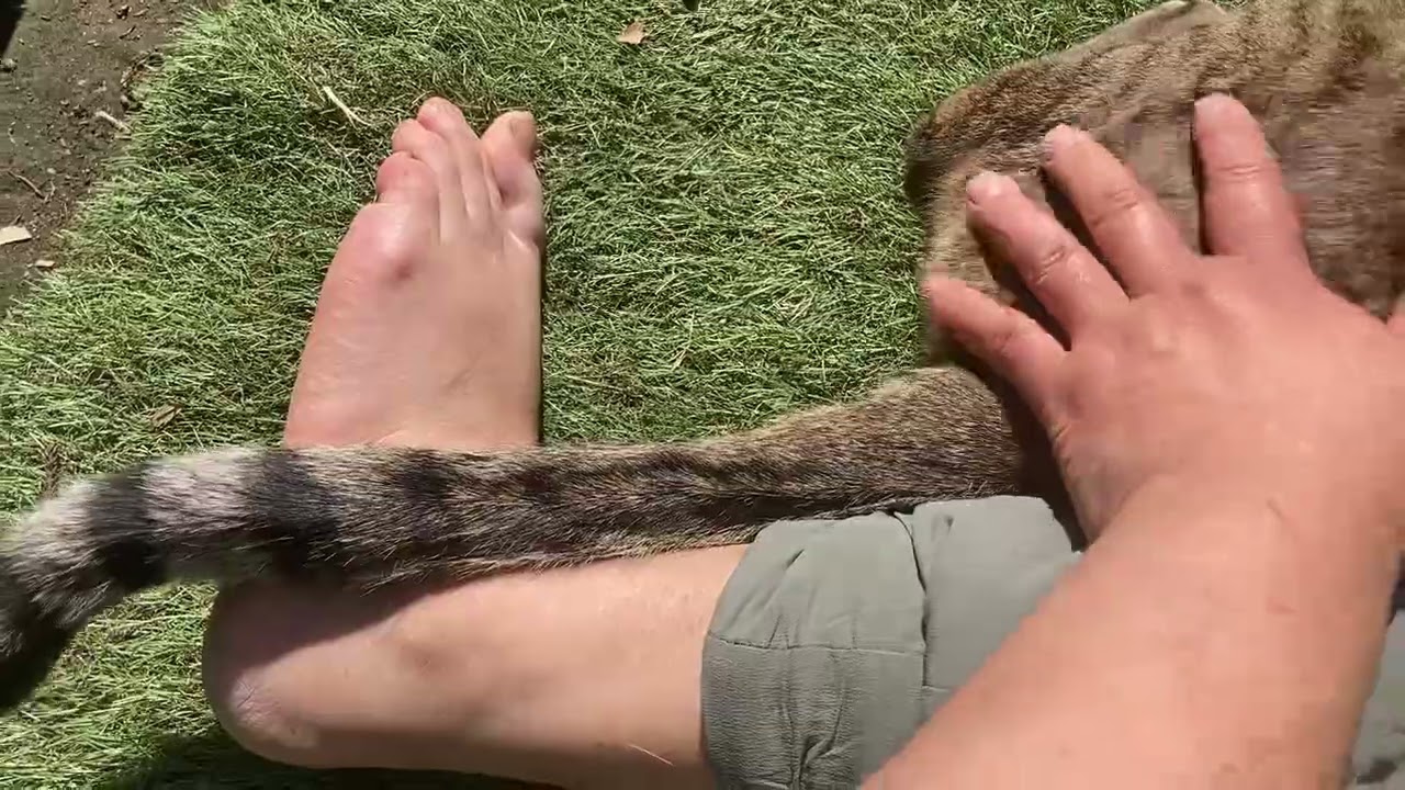 #cat#tail 優しい老犬と猫さん