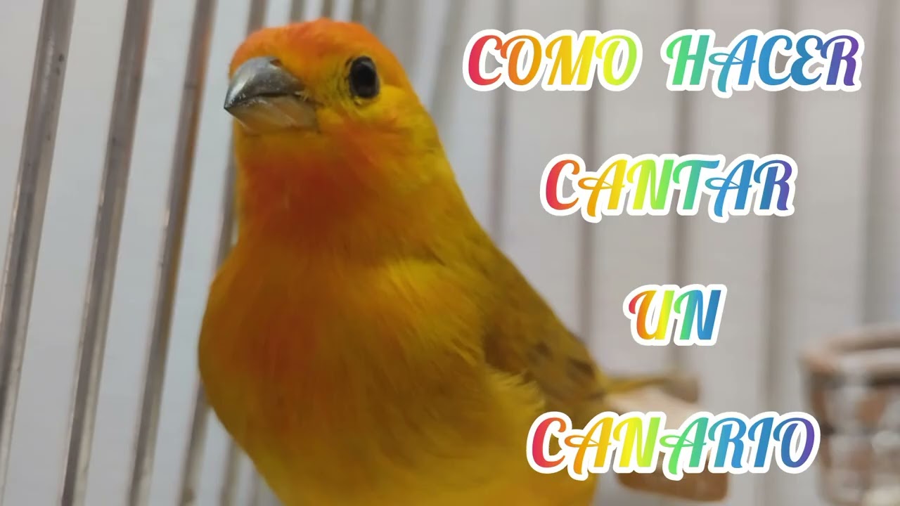 COMO HACER CANTAR A UN CANARIO CRIOLLO RÁPIDO y NATURAL 🐦🎶 | Método que sí funciona AL INSTANTE 😱