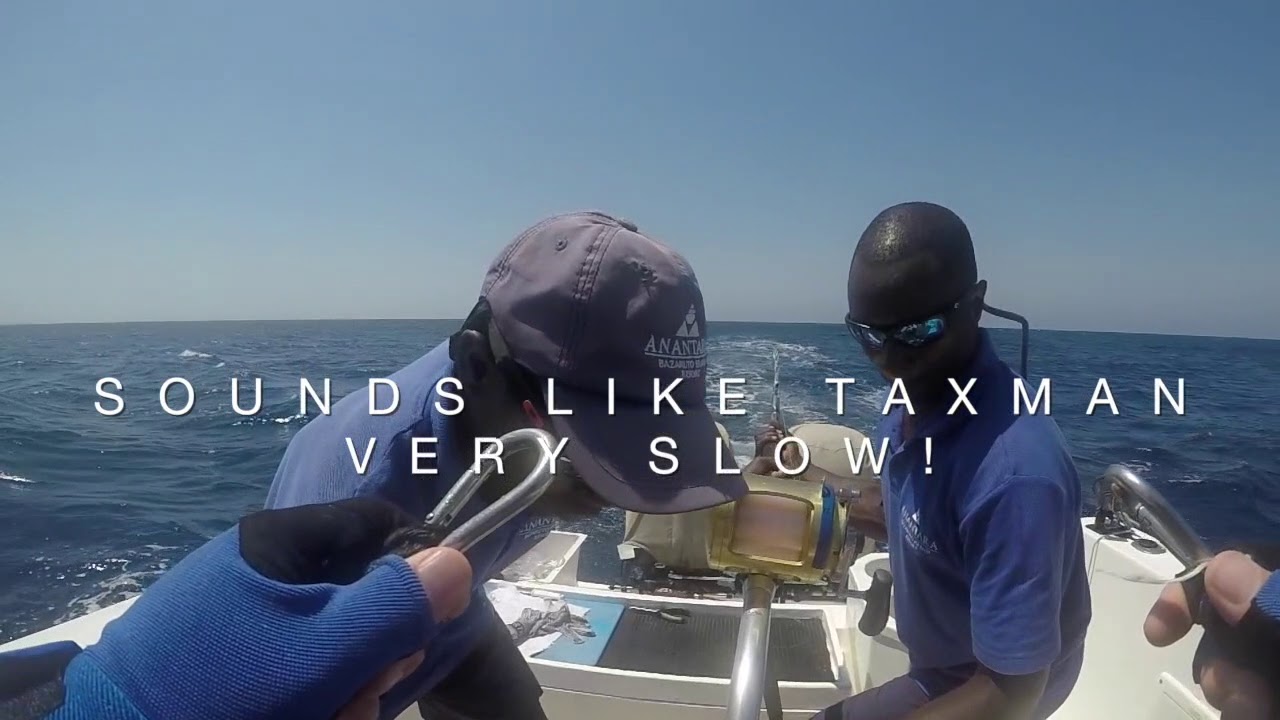 Black Marlin Bazaruto 3 big fish one over 1000lbs tag and released