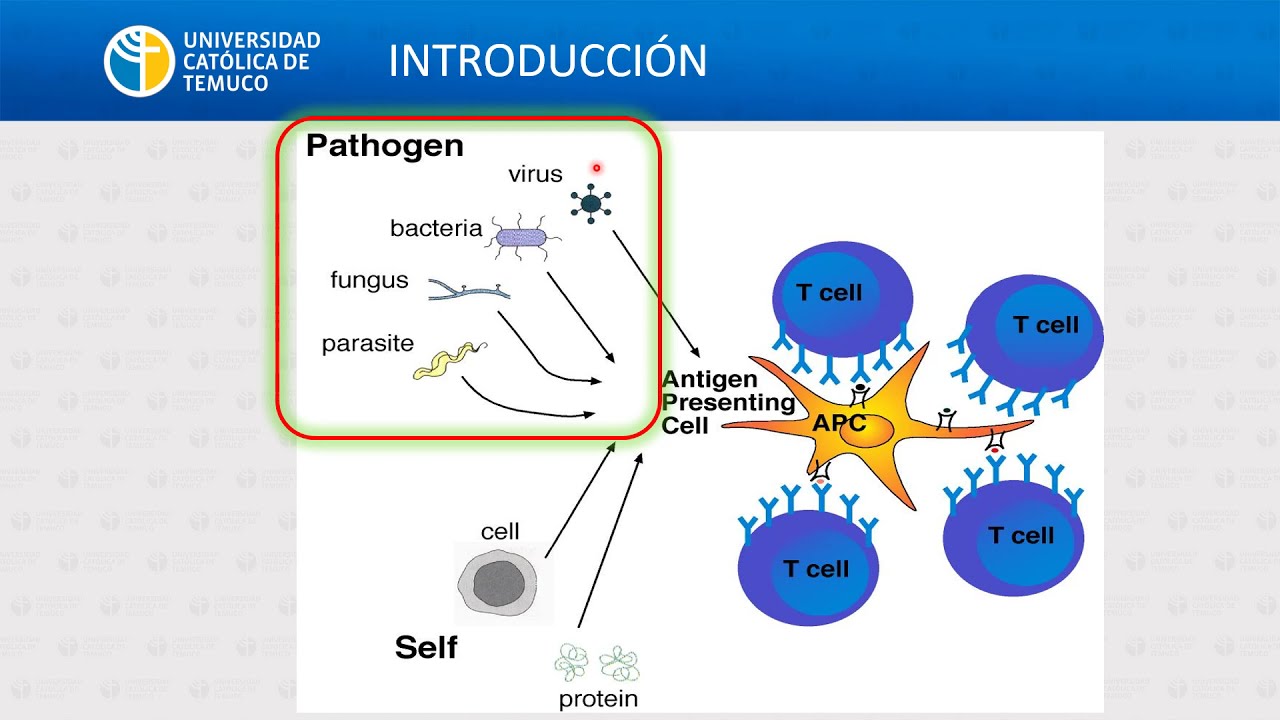 IC: el sistema inmune frente a patógenos - parte II