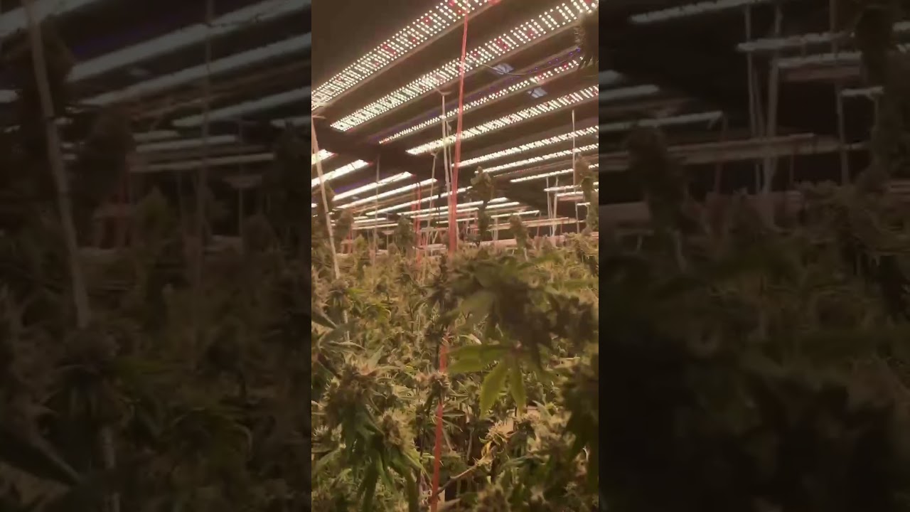 Ecosunlite 1000W led grow bar