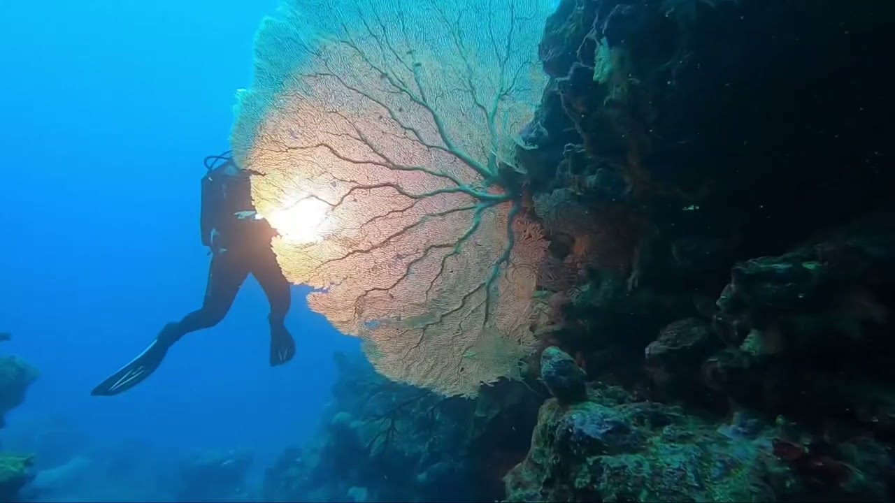 Plongée du 26/03/22 à Poindimié, Nouvelle Caledonie avec Tieti Diving