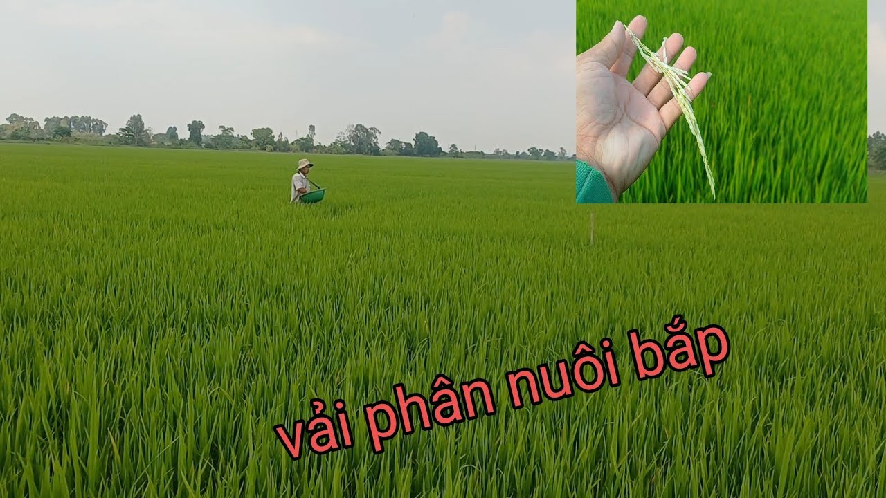 Bón phân nuôi bắp giai đoạn 54 ngày 8kg 16.8 lúa đài thơm8 