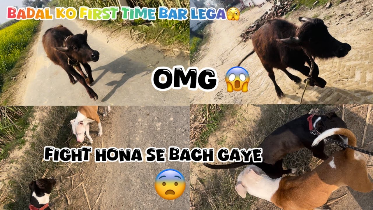 Badal ko bhar la gaya 😳 Do Dushman mila 🫣@NikhilPetHouse 
