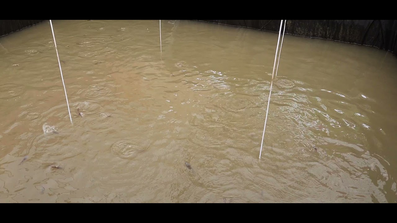 #Bottom clean #bioflock #tank fish farm
