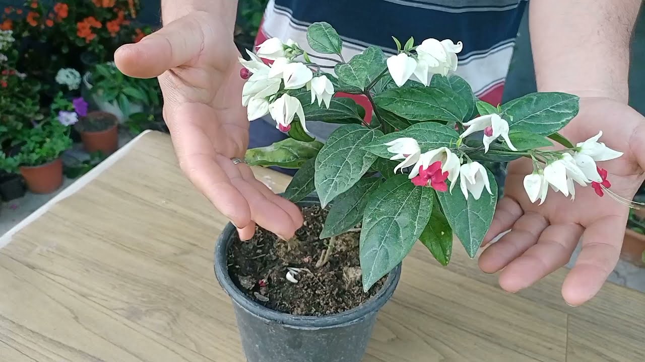 KIZILAY ÇİÇEĞİ BAKIMI. (Kanayan Kalp)[crimson flower, bleeding heart flower care]