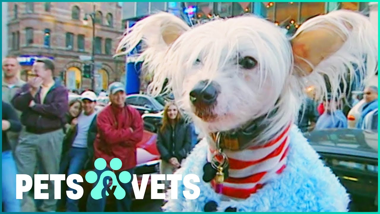Popstar Chinese-Crested Dog Is The Lead Singer In A Band | Dogs with Jobs