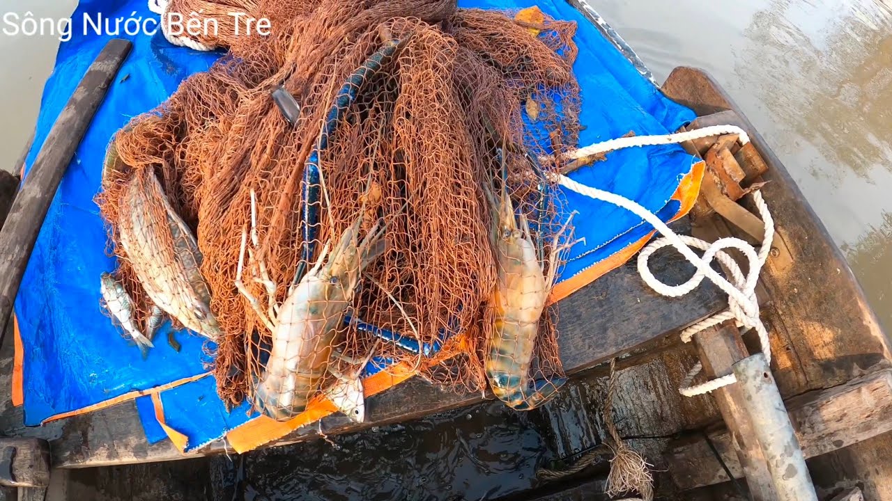 Đi Chày Mò Cụt Đá Hai Con Tôm Càng Xanh - Sông Nước Bến Tre 