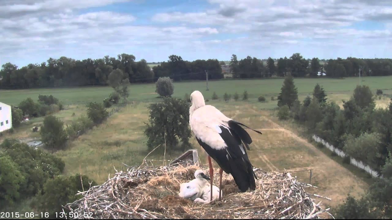 16.05.2015 - Ostatnie chwile tr&oacute;jeczki z Raszkowa razem (www.bociany.tv)