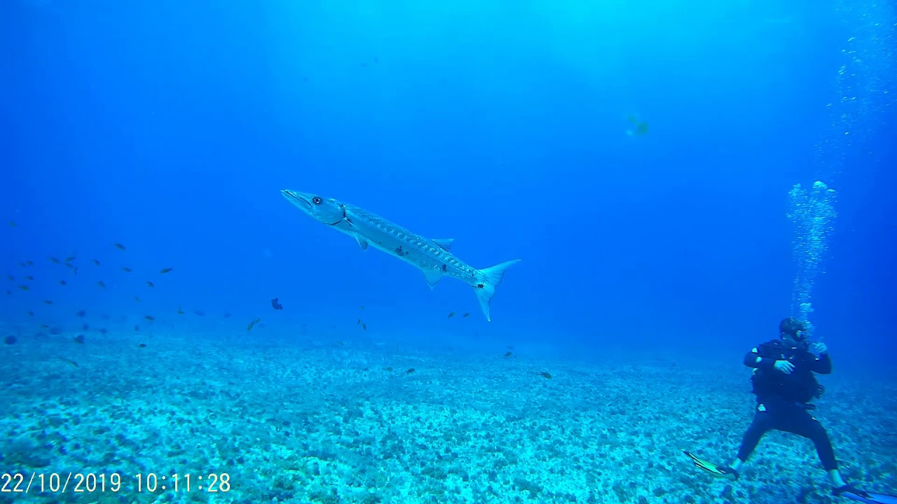 Mergulho Iuias/Pedras Secas em Fernando de Noronha com @atlantis.divers