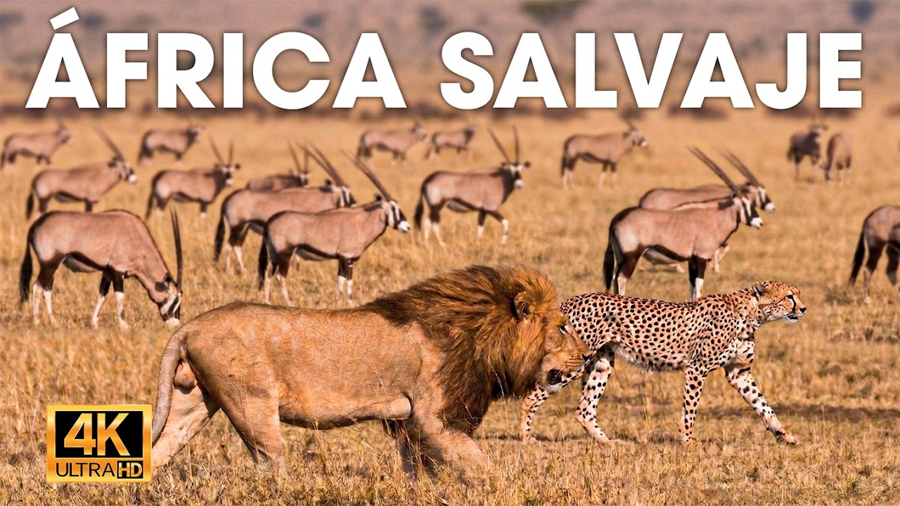 LEONES DE LA SABANA - Las Batallas m&aacute;s Fieras de &Aacute;frica #animalessalvajes | NATUREZA VIDA