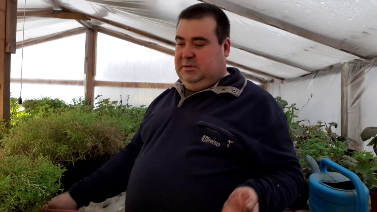 Алиссум вегетативный:укоренение черенка,перевалка в горшок.