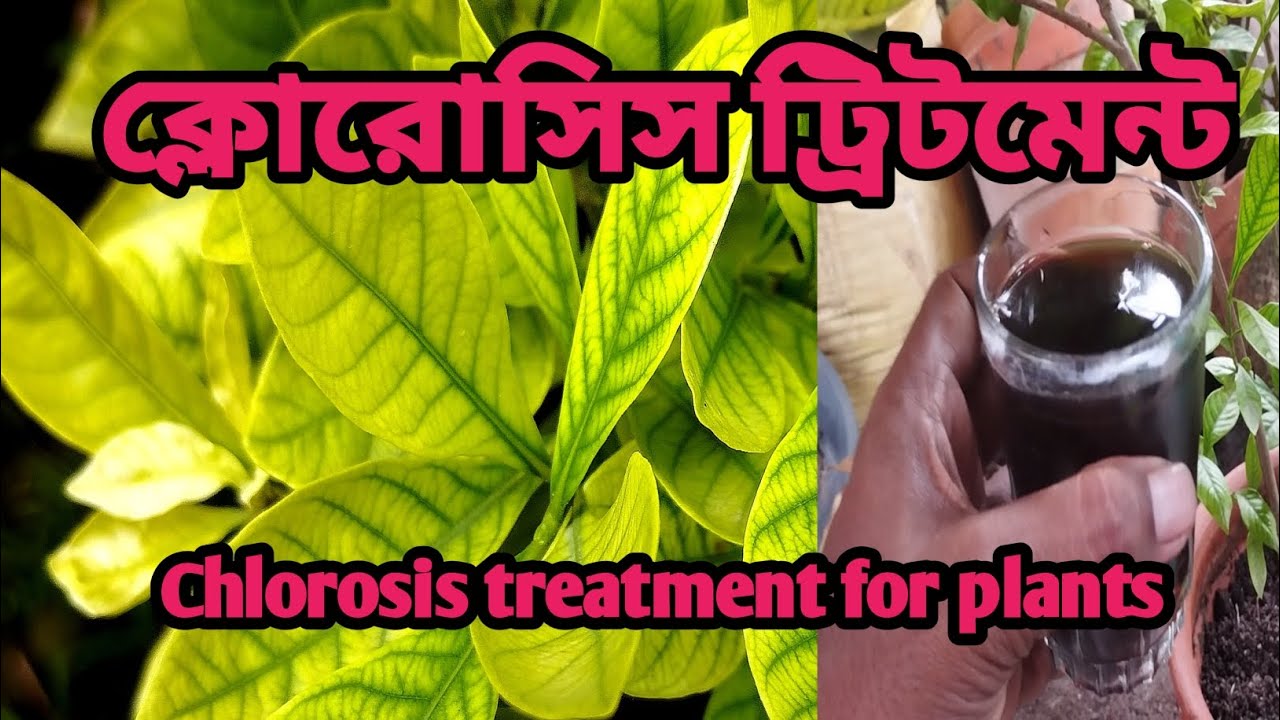 chlorosis treatment for plants, গাছের ক্লোরোসিস ট্রিটমেন্ট