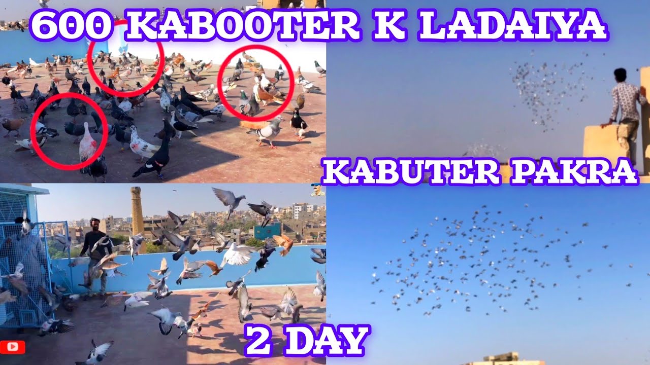 Kabuter pakra | Abrar Bhai V/S Hannan Niyaz | 2 day | 600 Kabooter k Ladaiya | kabuter gola | cages