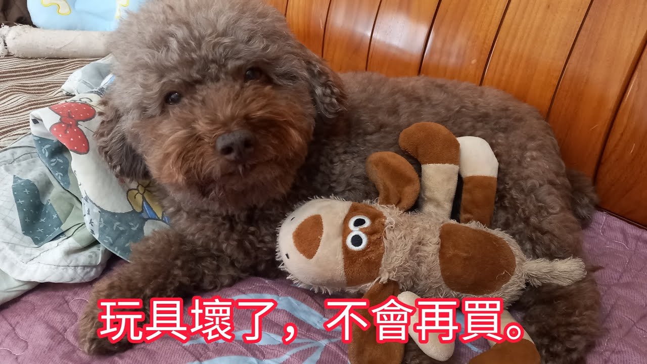 玩具壞了，不要再買。該怎麼辦？#貴賓狗#泰迪犬#可愛い #puppy #poodle 