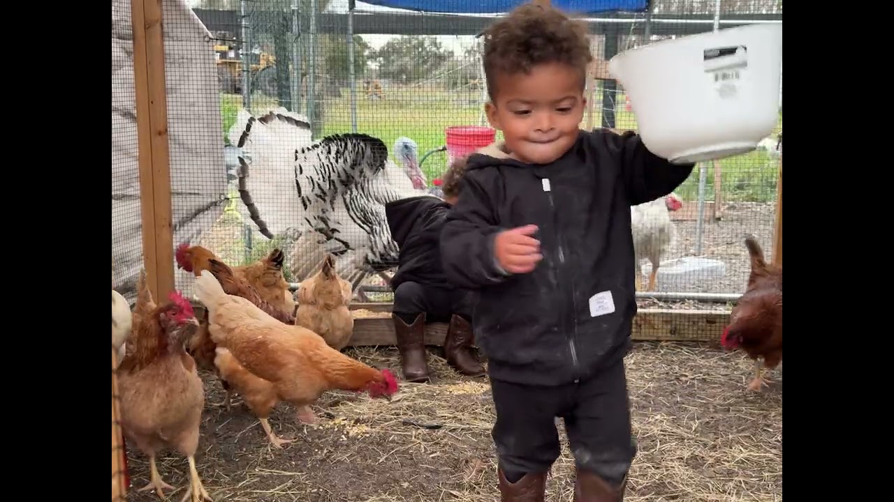 TWINS FEED 30 CHICKENS IN A COOP
