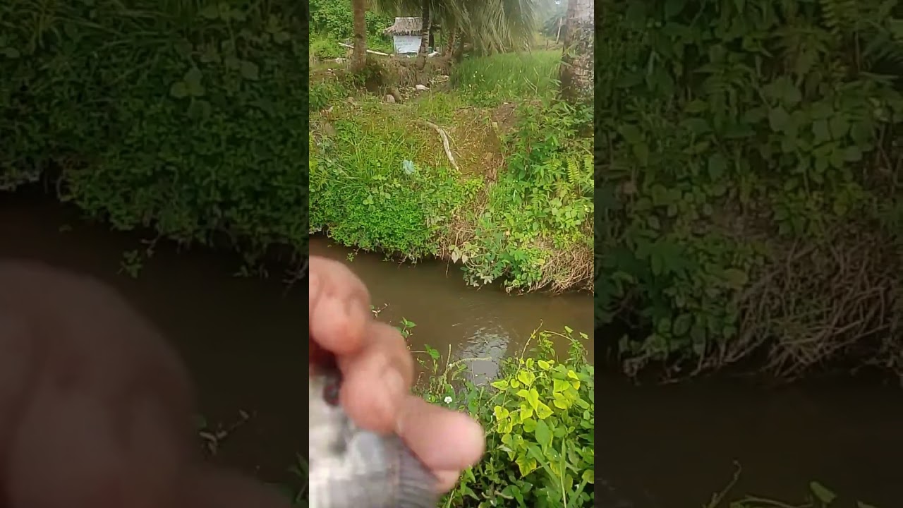 Mancing baby nilah di parit