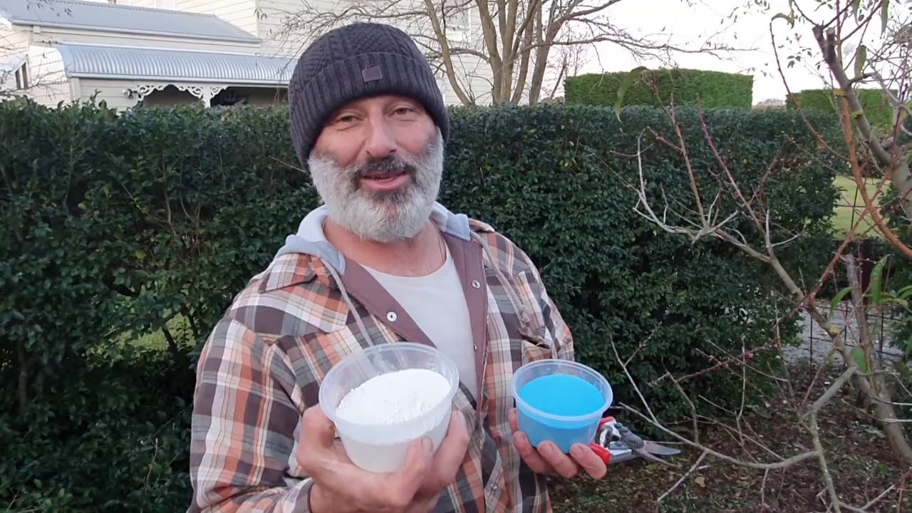 Protecting nectarine and peach trees from leaf curl