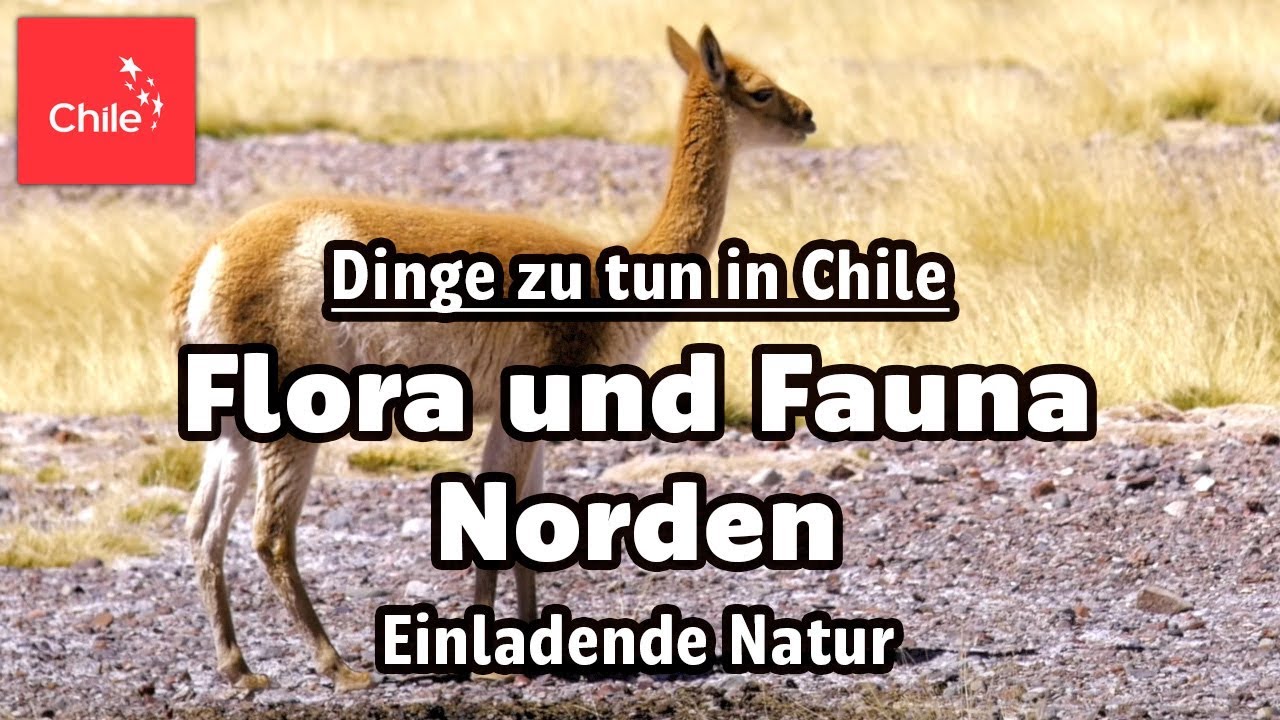 Dinge zu tun in Chile: Flora und Fauna Norden - Einladende Natur
