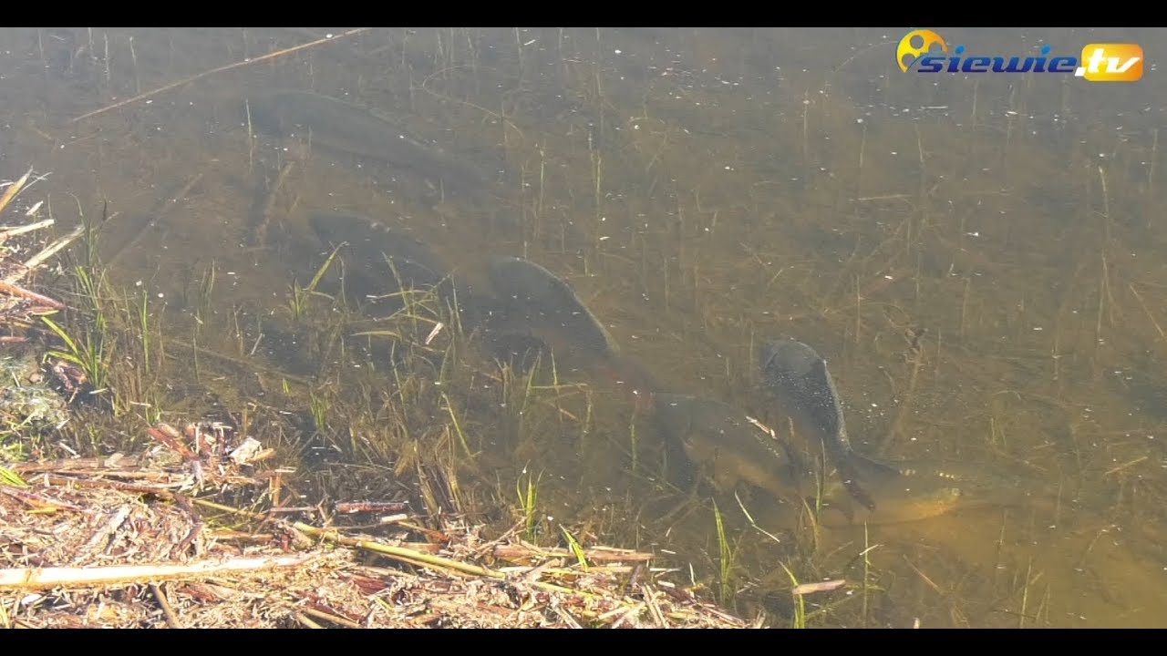 PREZENT DLA WĘDKARZY - KARPIE KROCZKI TRAFIŁY DO ZBIORNIKÓW PRÓBA I SMARDZEW - siewie.tv