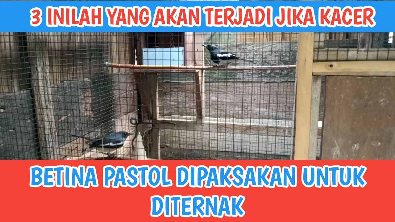 3 INILAH YANG AKAN TERJADI JIKA KACER BETINA PASTOL DITERNAK