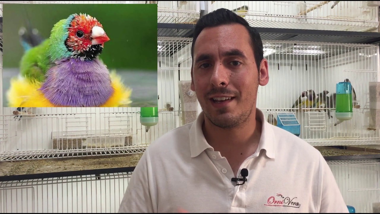NEKTON BIO/BIOTIN | WWW.ORNIVERA.COM