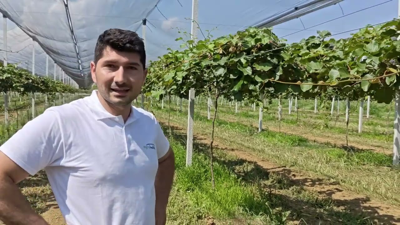 Κτήμα ακτινιδιάς Jintao στα Γιαννιτσά,Πέλλας