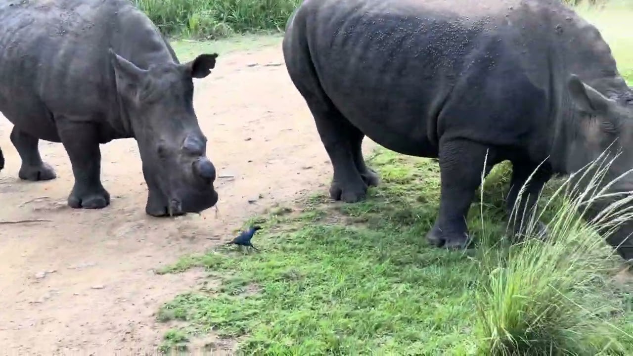Rhino at Hluhluwe Game Reserve