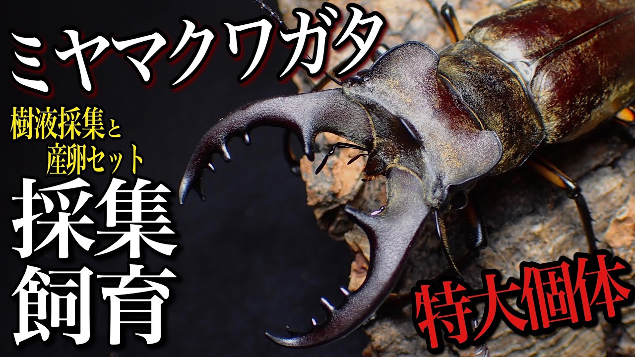 ミヤマクワガタの採集と産卵セットの方法【クワガタ飼育】よねちゃんTVさんコラボ採集