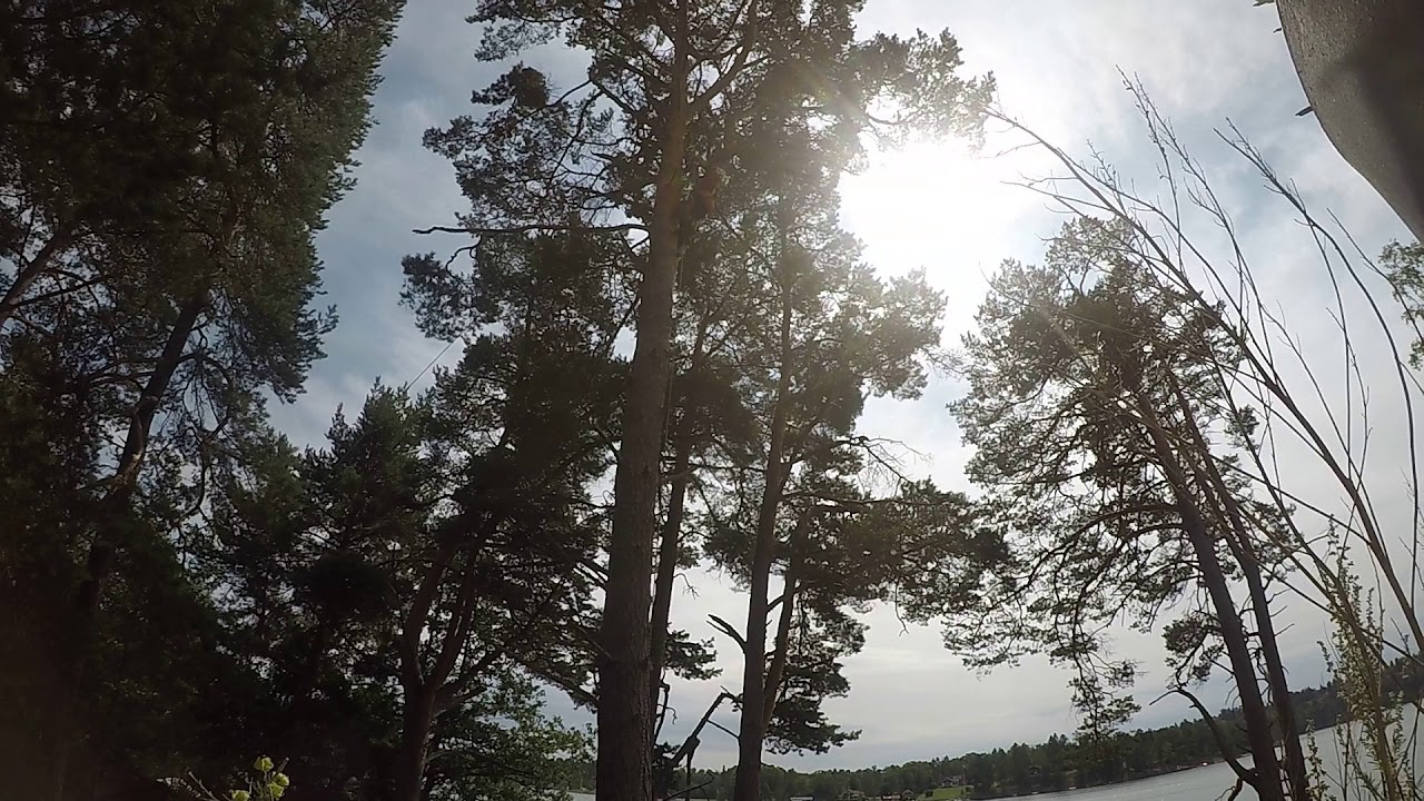 Timelaps tree climbing, bransch removal 210719