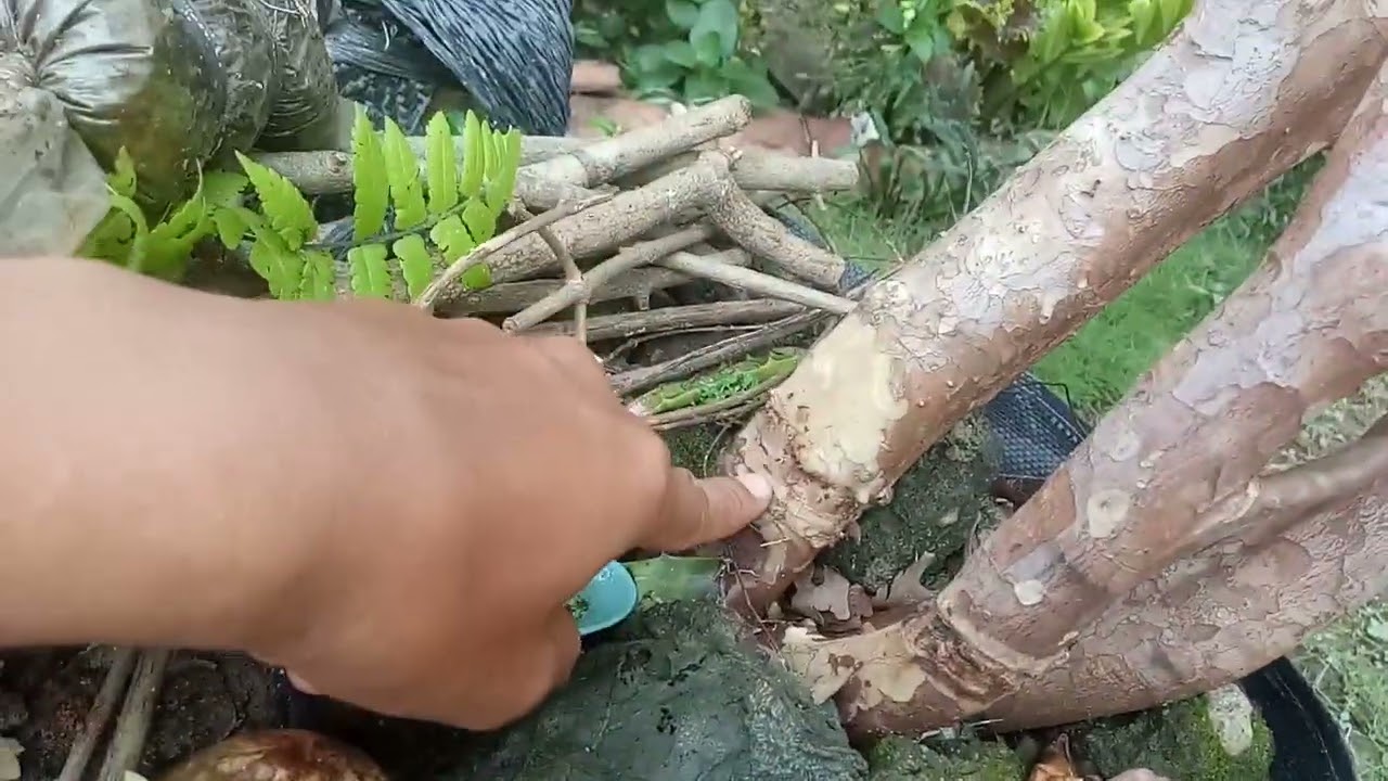 Tips Agar Pohon Anggur Brazil Cepat Berbuah