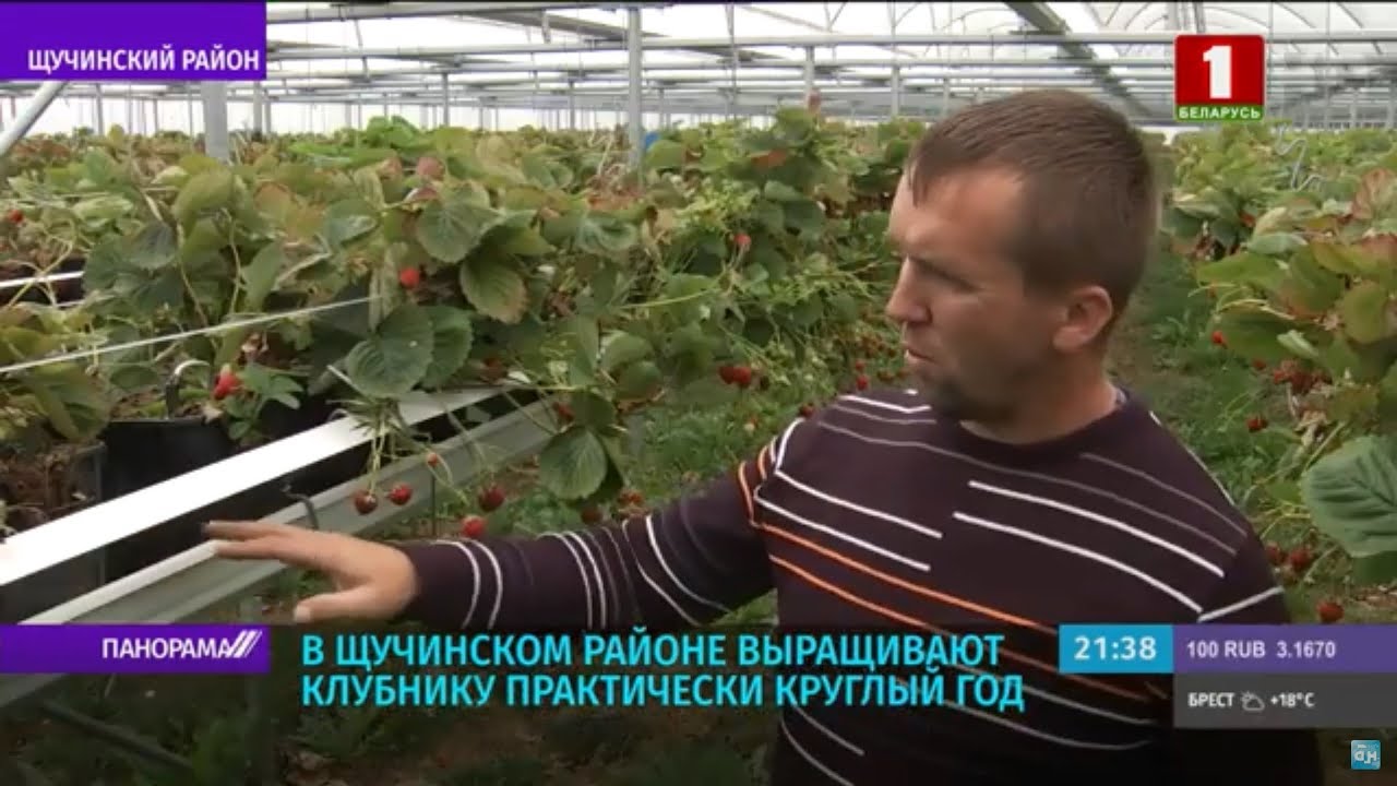Выращивание клубники в Беларуси. Преимущества ягодного бизнеса. Панорама