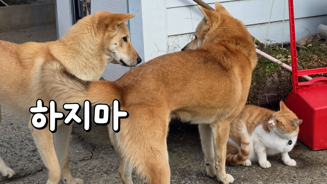 고양이한테 그러지마