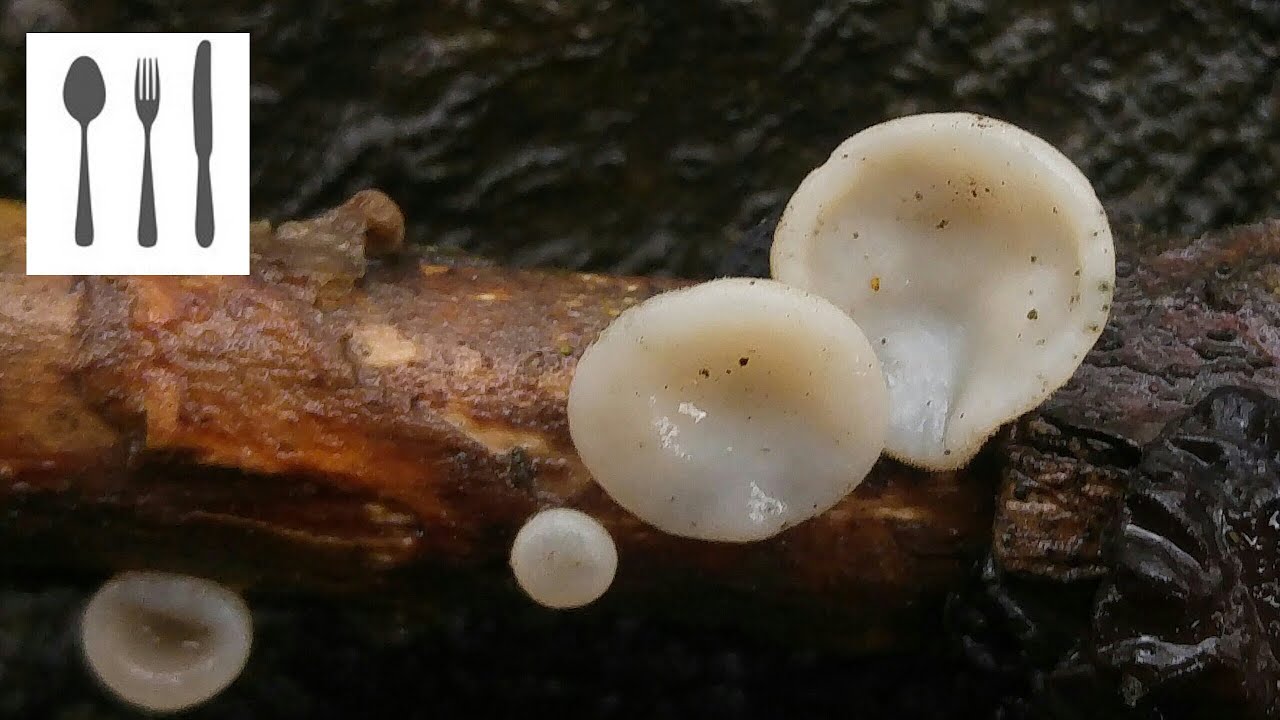Uszak bzowy forma biała (Auricularia auricula-judae var. lactea) Jaworzno 18.03.2017