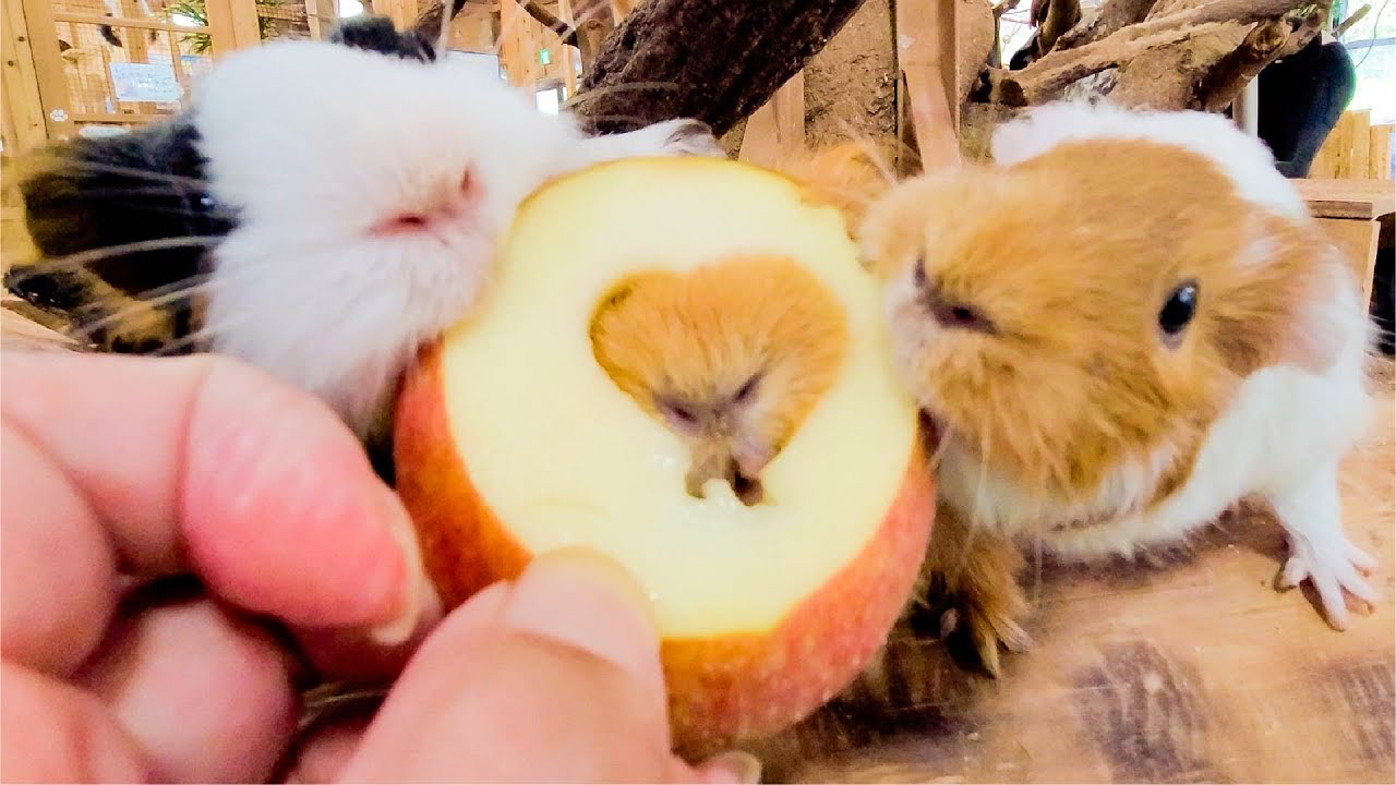 ハートに顔をブチ込むモルモットが可愛すぎるw  Guinea pig love hearts