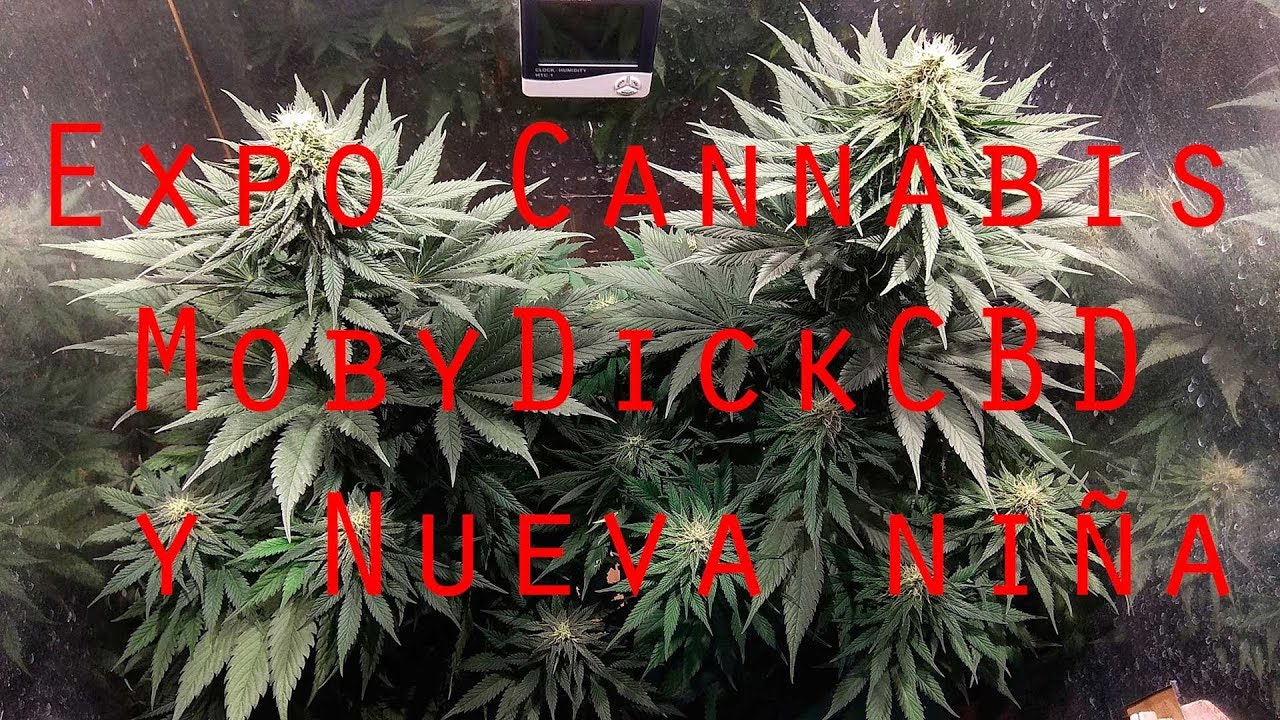 Seguimiento 10 Moby Dick CBD - &iquest;Como estuvo ExpoCannabis2019?
