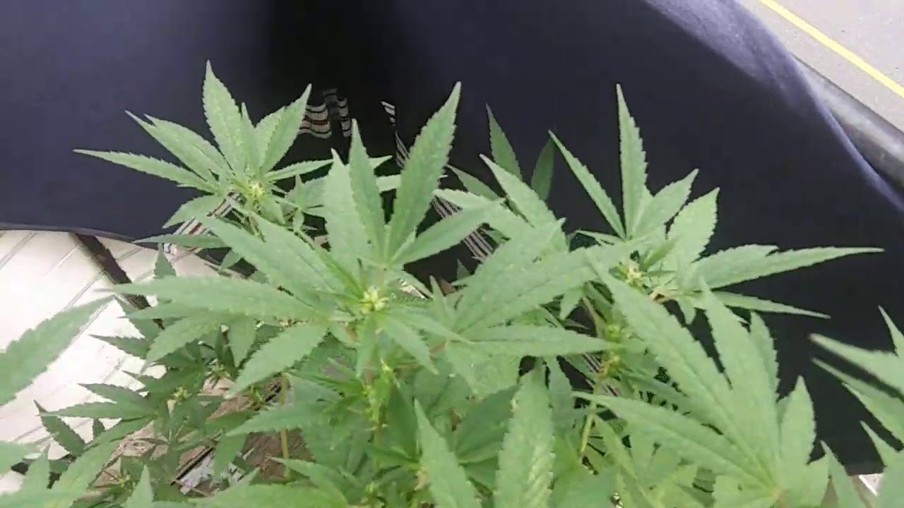 Balcony Weed grow #19