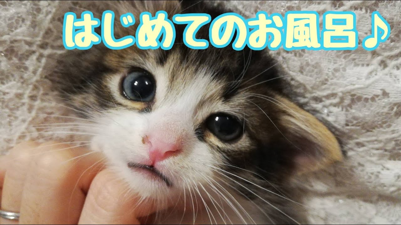 子猫ゆうたの初めてのお風呂♫